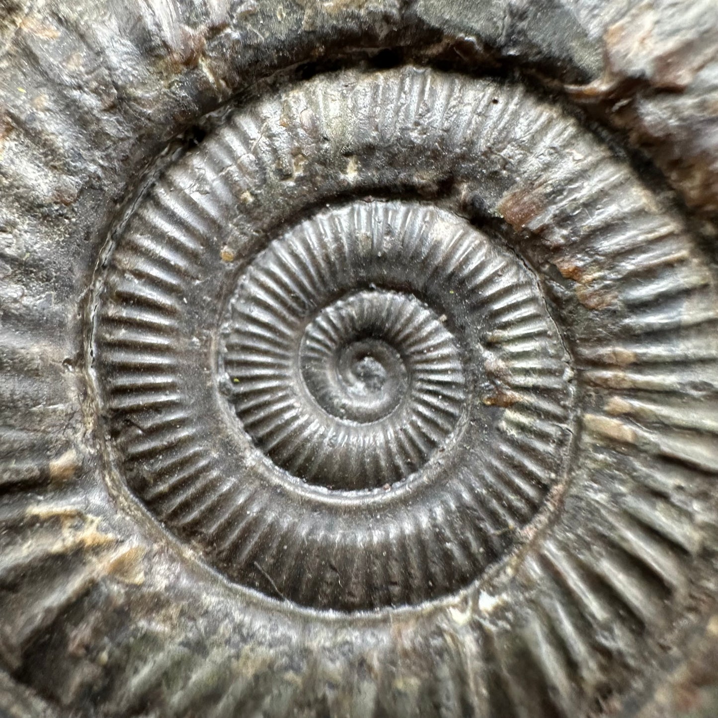 Dactylioceras Ammonite Fossil With Box And Stand - Whitby, North Yorkshire Jurassic Coast Yorkshire Fossils