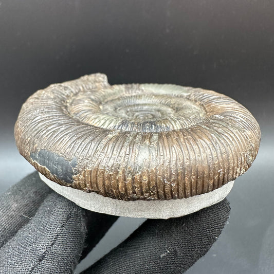 Dactylioceras tenuicostatum Ammonite fossil with box and stand - Whitby, North Yorkshire Jurassic Coast