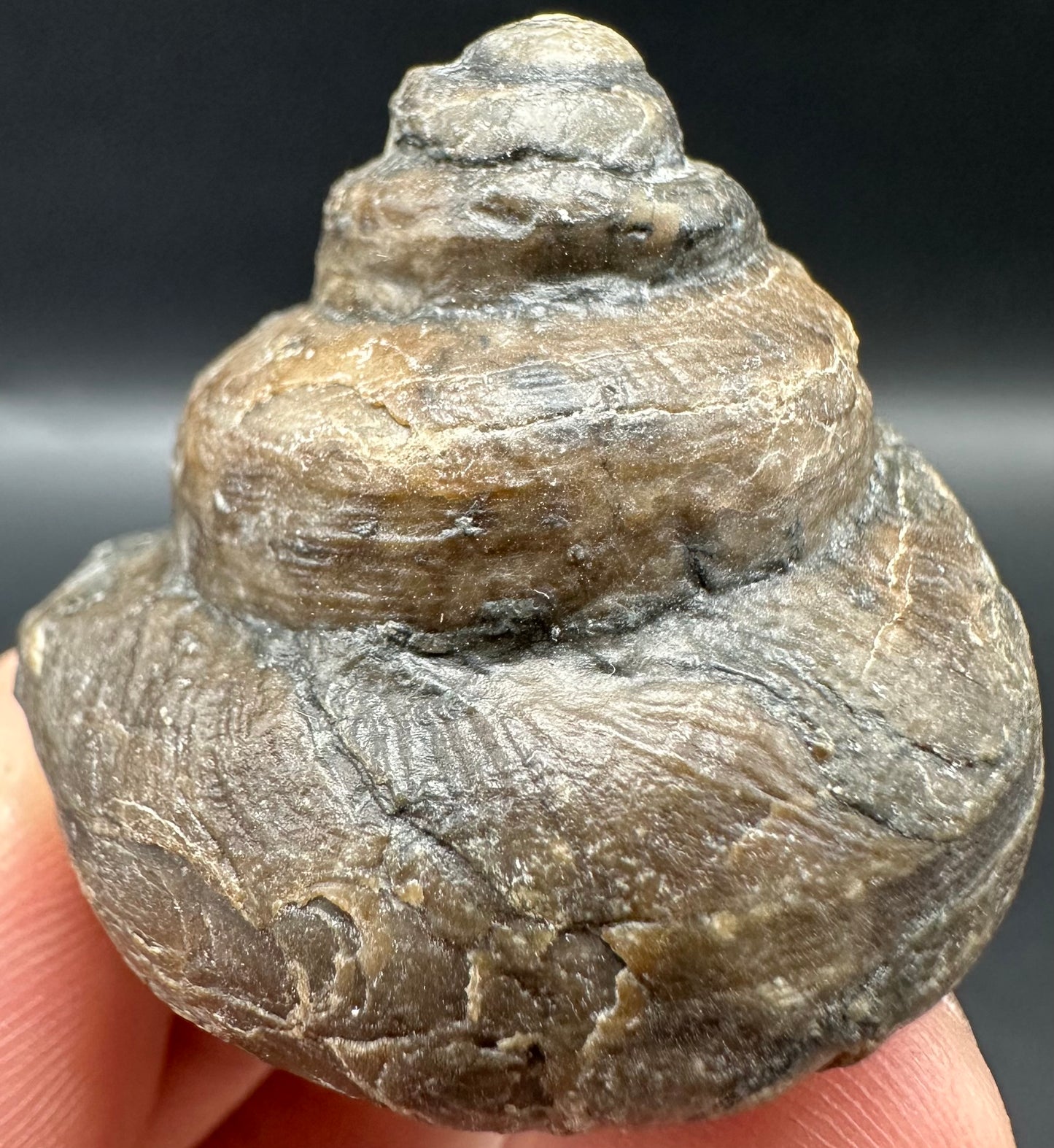 Gastropod Shell Fossil With Box And Stand - Whitby, North Yorkshire, Jurassic Coast, Yorkshire Fossils