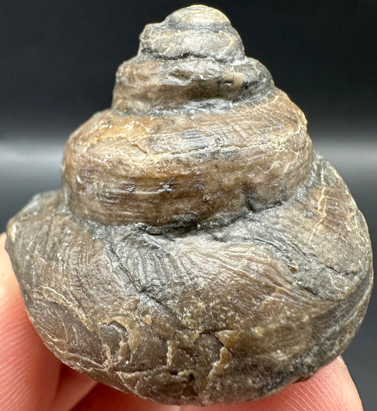 Gastropod Shell Fossil With Box And Stand - Whitby, North Yorkshire, Jurassic Coast, Yorkshire Fossils