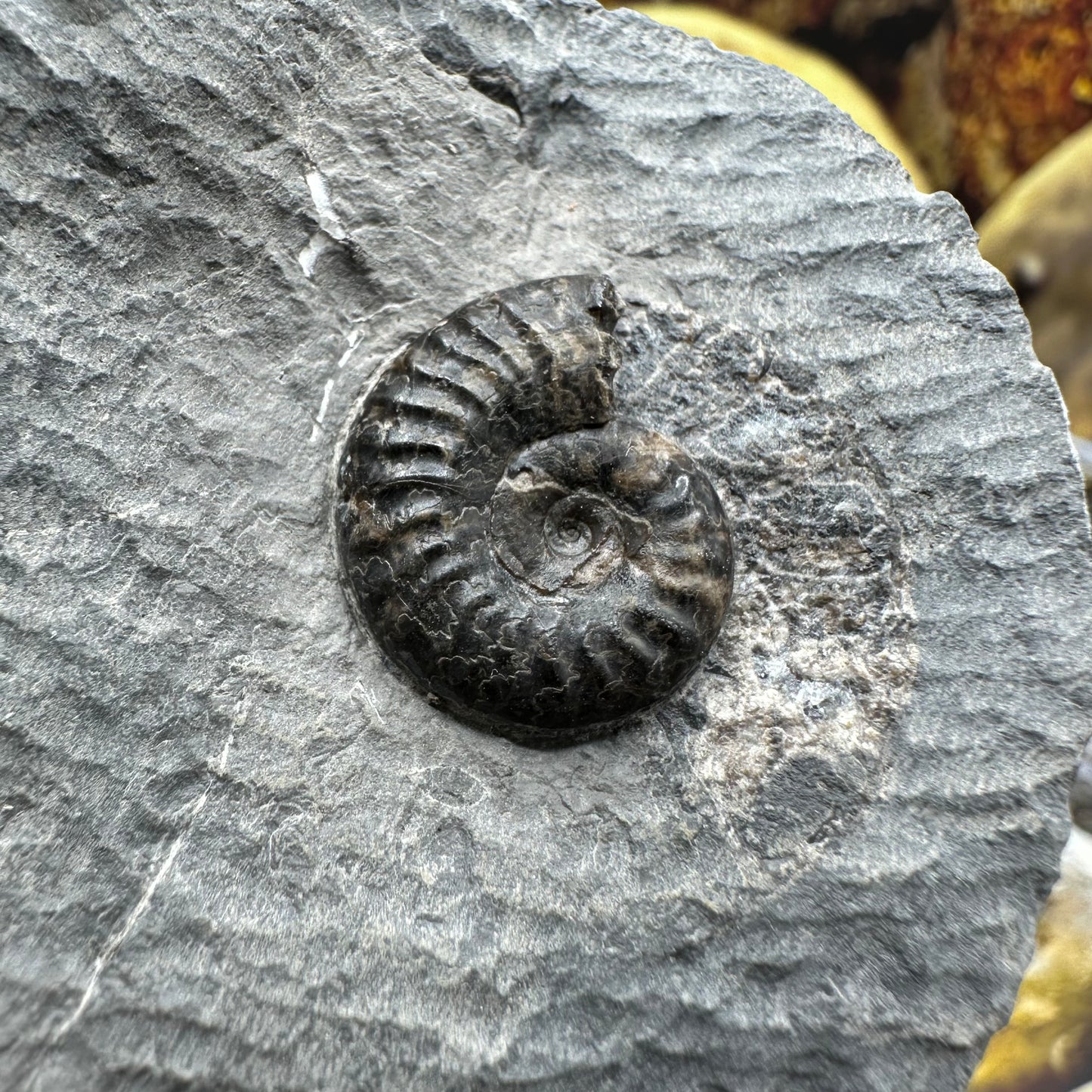 Grammoceras thoaurense ammonite shell fossil - Whitby, North Yorkshire