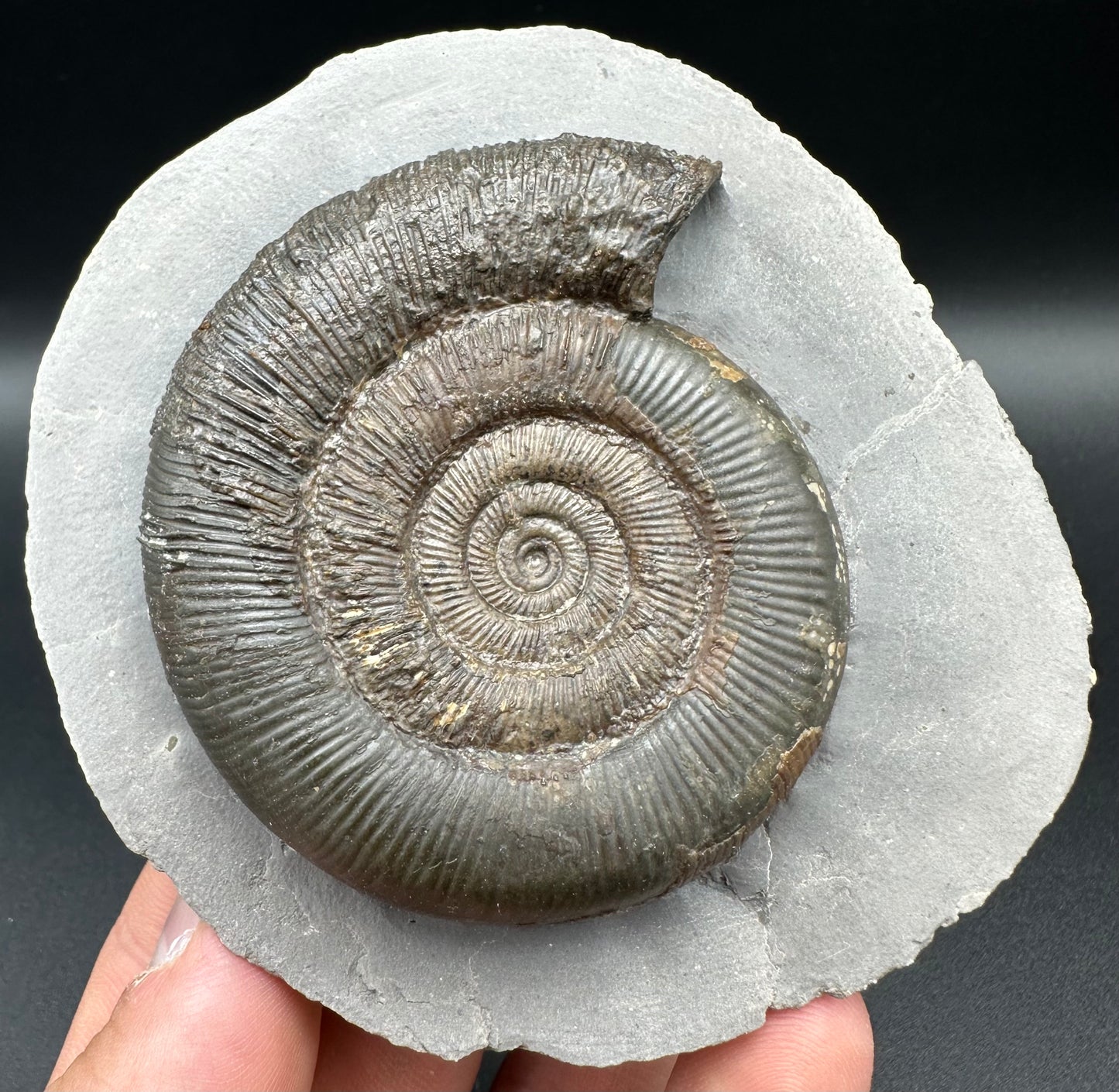 Dactylioceras tenuicostatum Ammonite fossil with box and stand - Whitby, North Yorkshire Jurassic Coast