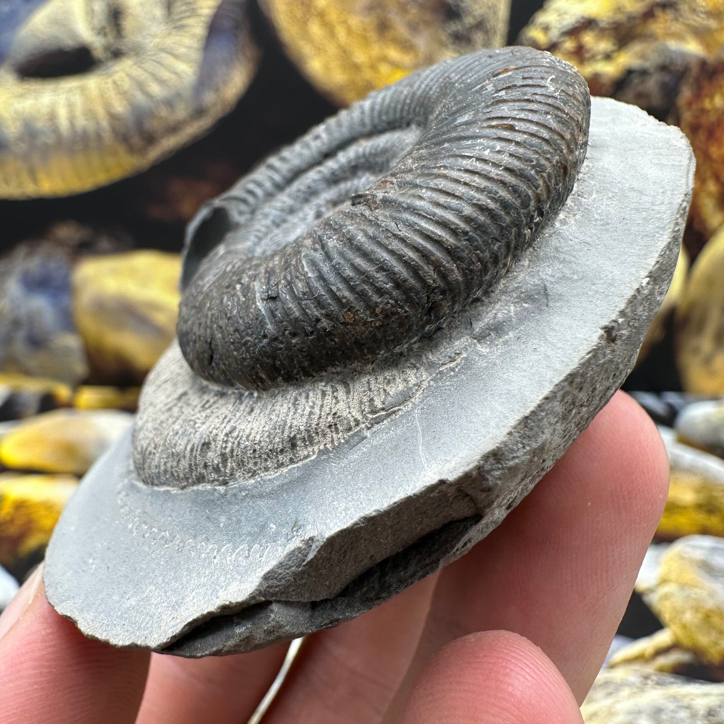 Dactylioceras semicelatum ammonite fossil - Whitby, North Yorkshire