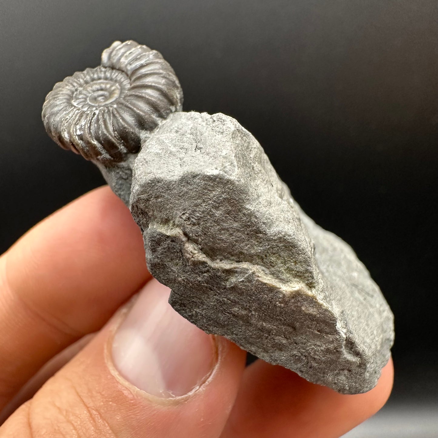 Promicroceras Ammonite shell fossil with box and stand - Whitby, North Yorkshire Jurassic Coast Yorkshire Fossils