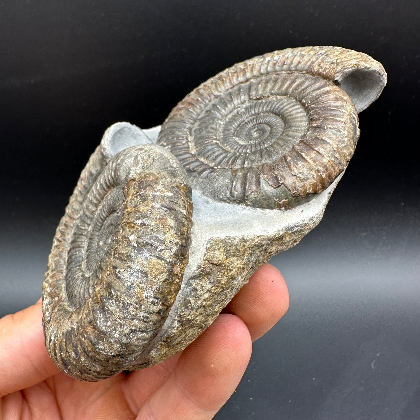 Dactylioceras Ammonite Fossil With Box And Stand - Whitby, North Yorkshire Jurassic Coast Yorkshire Fossils
