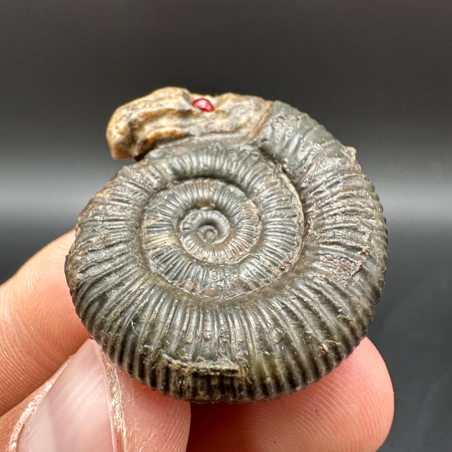 Snakestone Ammonite Fossil With Bag/Box And Stand - Whitby, North Yorkshire Jurassic Coast Yorkshire Fossils