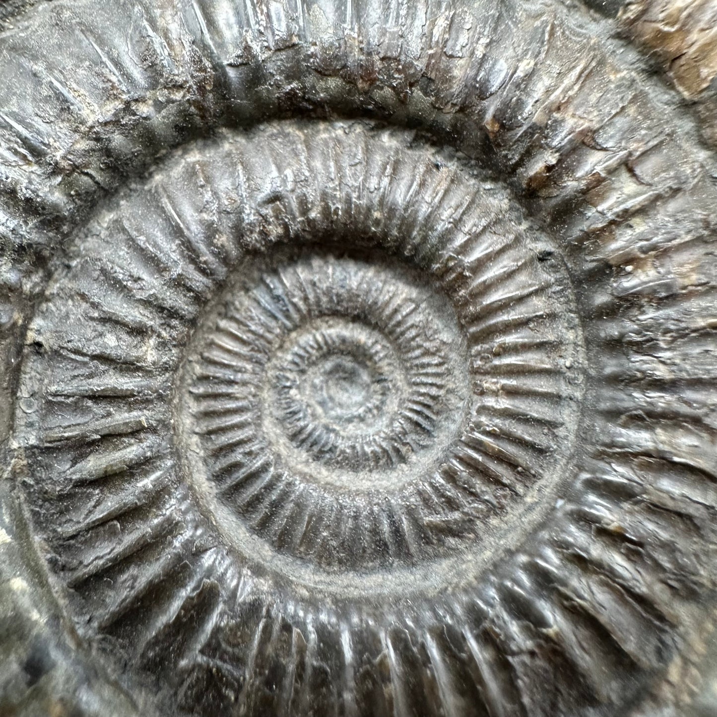 Dactylioceras Ammonite Fossil With Box And Stand - Whitby, North Yorkshire Jurassic Coast Yorkshire Fossils