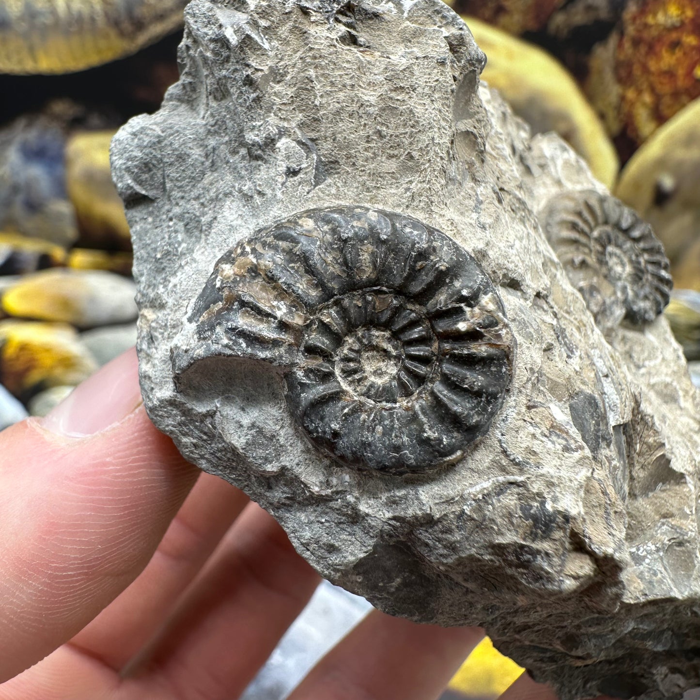 Amaltheus subnodosus ammonite fossil - Whitby, North Yorkshire Jurassic Coast, Yorkshire Fossils
