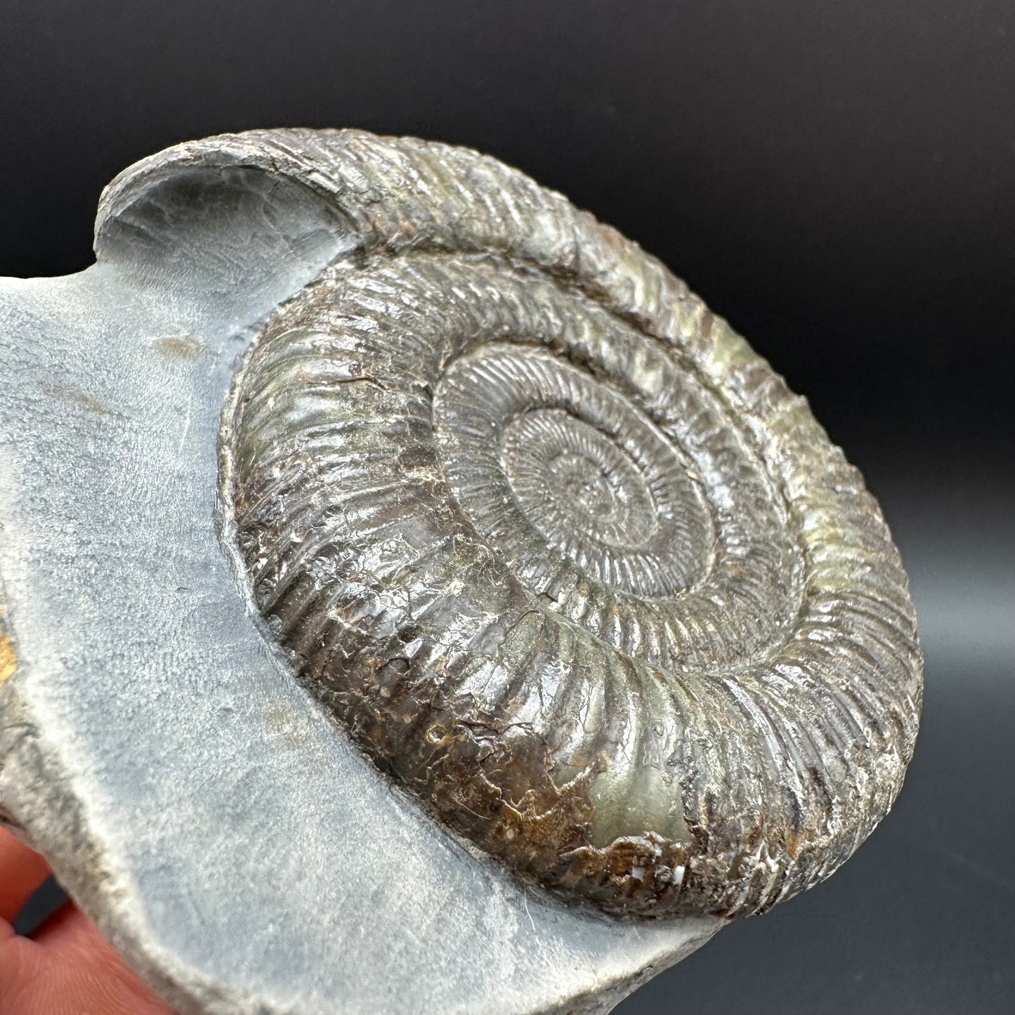 Dactylioceras Ammonite Fossil With Box And Stand - Whitby, North Yorkshire Jurassic Coast Yorkshire Fossils