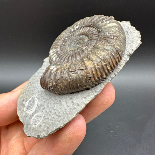 Dactylioceras Ammonite Fossil With box and Stand - Whitby, North Yorkshire Jurassic Coast Yorkshire Fossils