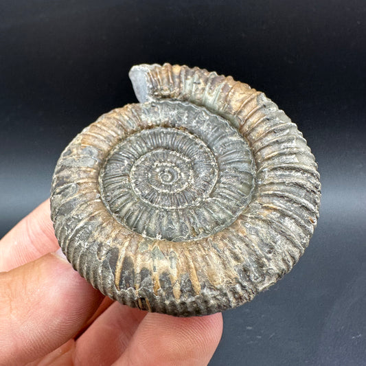 Dactylioceras Ammonite Fossil With Box And Stand - Whitby, North Yorkshire Jurassic Coast Yorkshire Fossils
