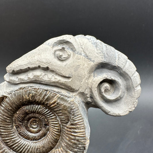 ‘Rammonite’ Snakestone Ammonite Fossil With Bag/Box And Stand - Whitby, North Yorkshire Jurassic Coast Yorkshire Fossils by
