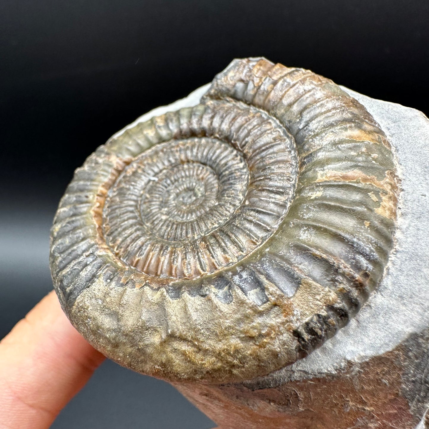 Dactylioceras Ammonite Fossil With box and Stand - Whitby, North Yorkshire Jurassic Coast Yorkshire Fossils