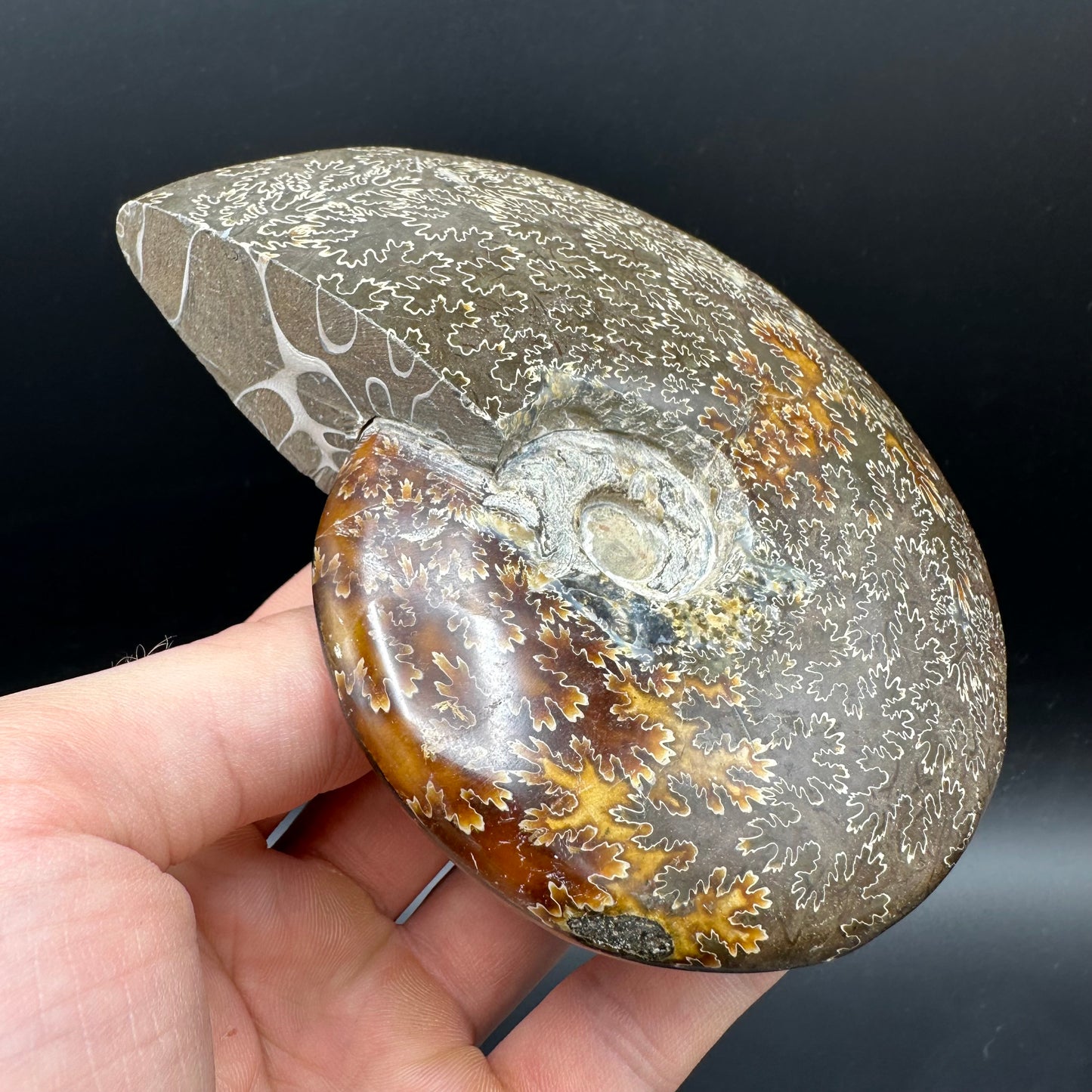 Cleoniceras Ammonite Fossil With Stand - Cretaceous Ammonite Madagascar