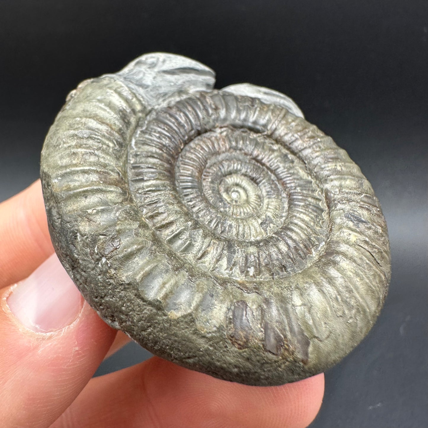 Hydra Snakestone Ammonite Fossil With Bag/Box And Stand - Whitby, North Yorkshire Jurassic Coast Yorkshire Fossils