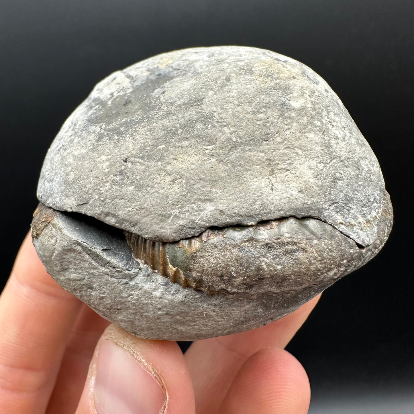 Dactylioceras Ammonite nodule (split pair) Fossil With Box And Stand - Whitby, North Yorkshire Jurassic Coast Yorkshire Fossils