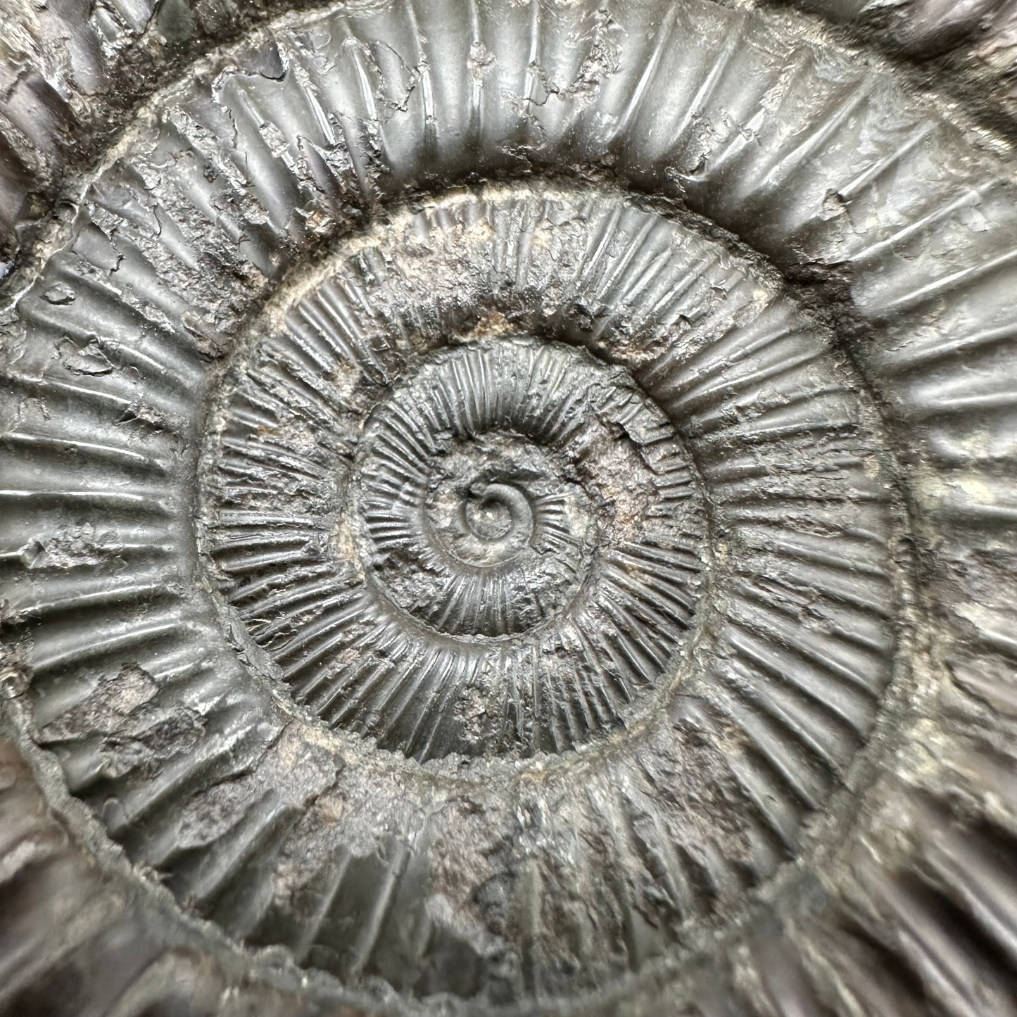 Dactylioceras Ammonite Fossil With Box And Stand - Whitby, North Yorkshire Jurassic Coast Yorkshire Fossils