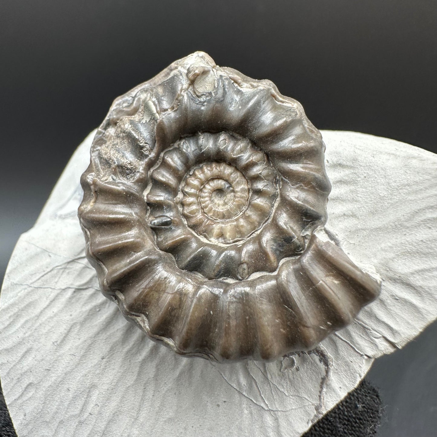 Gagaticeras Ammonite fossil with box and stand - Whitby, North Yorkshire Jurassic Coast Yorkshire Fossils
