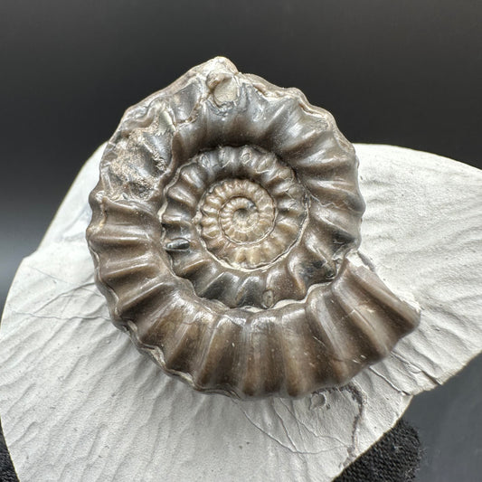 Gagaticeras Ammonite fossil with box and stand - Whitby, North Yorkshire Jurassic Coast Yorkshire Fossils