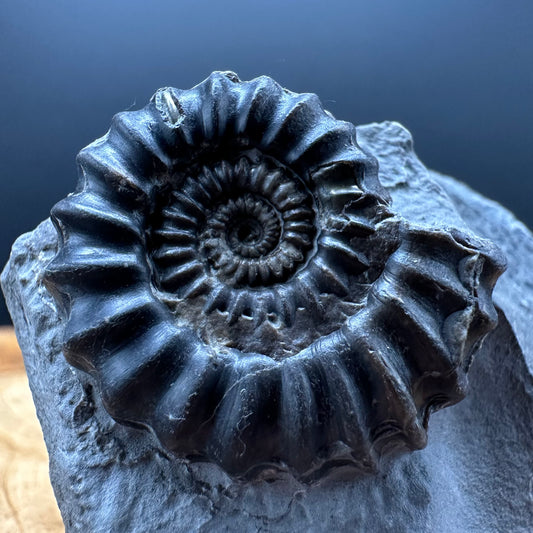 Gagaticeras Ammonite fossil with box and stand - Whitby, North Yorkshire Jurassic Coast Yorkshire Fossils