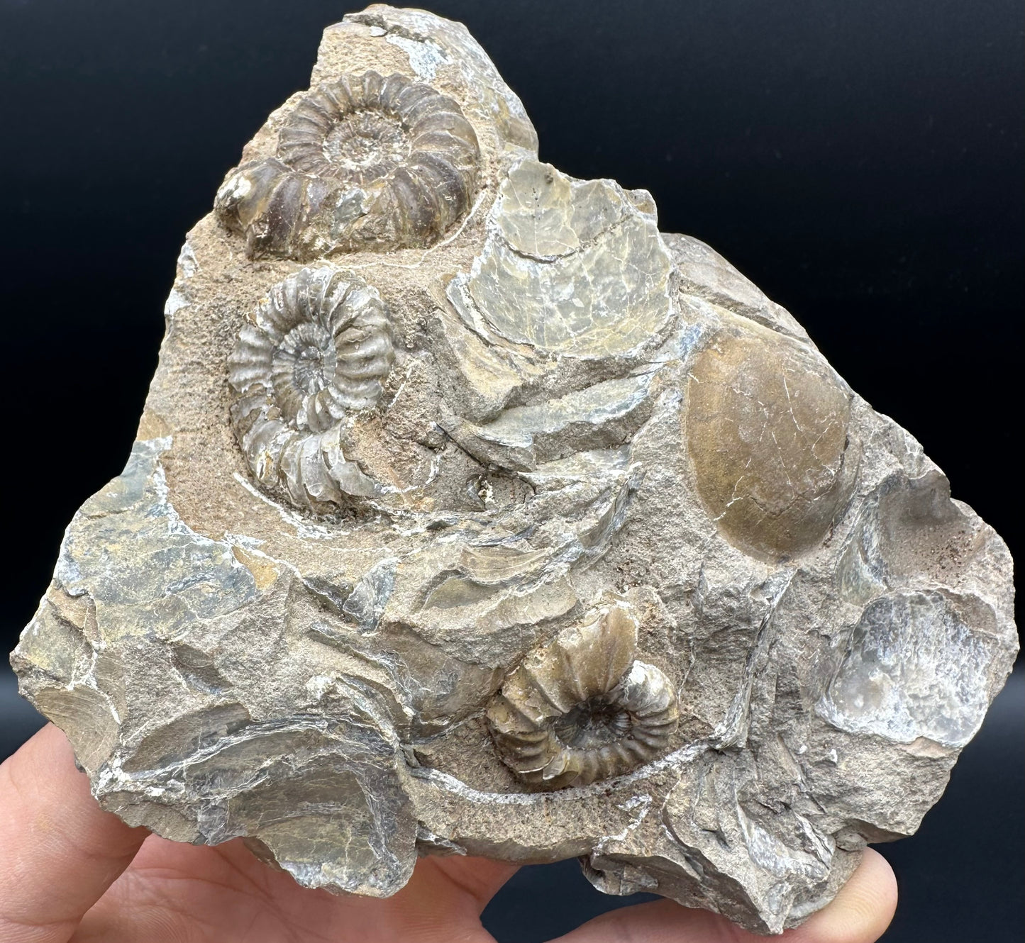 Androgynoceras capricornus Ammonite fossil - Whitby, North Yorkshire Jurassic Coast Yorkshire Fossils