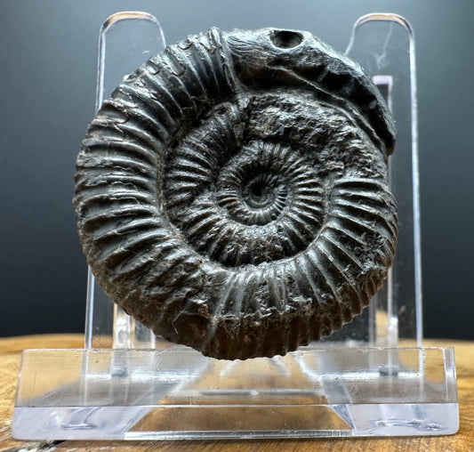 Snakestone Ammonite Fossil With Bag/Box And Stand - Whitby, North Yorkshire Jurassic Coast Yorkshire Fossils