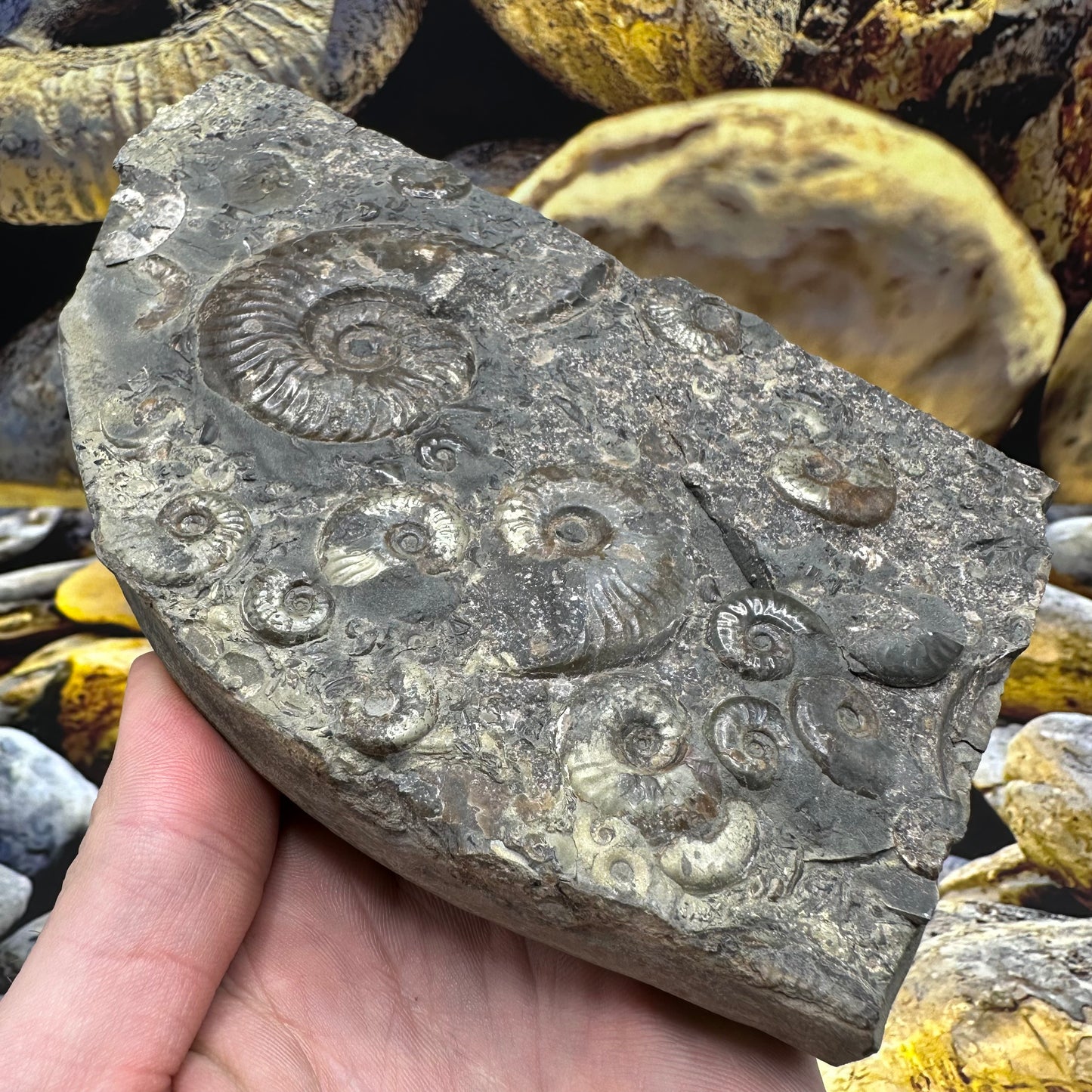 Eleganticeras Elegantulum ammonite fossil - Whitby, North Yorkshire Jurassic Coast Yorkshire Fossils