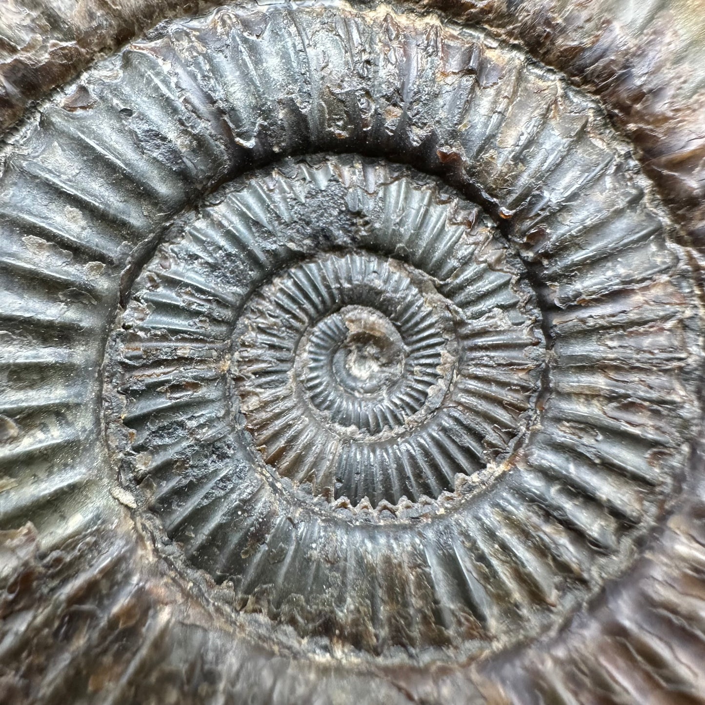 Dactylioceras Ammonite Fossil With Box And Stand - Whitby, North Yorkshire Jurassic Coast Yorkshire Fossils