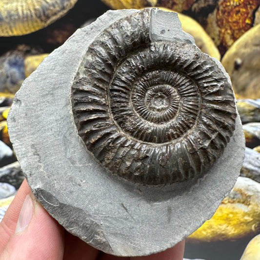 Dactylioceras ammonite fossil - Whitby, North Yorkshire Jurassic Coast