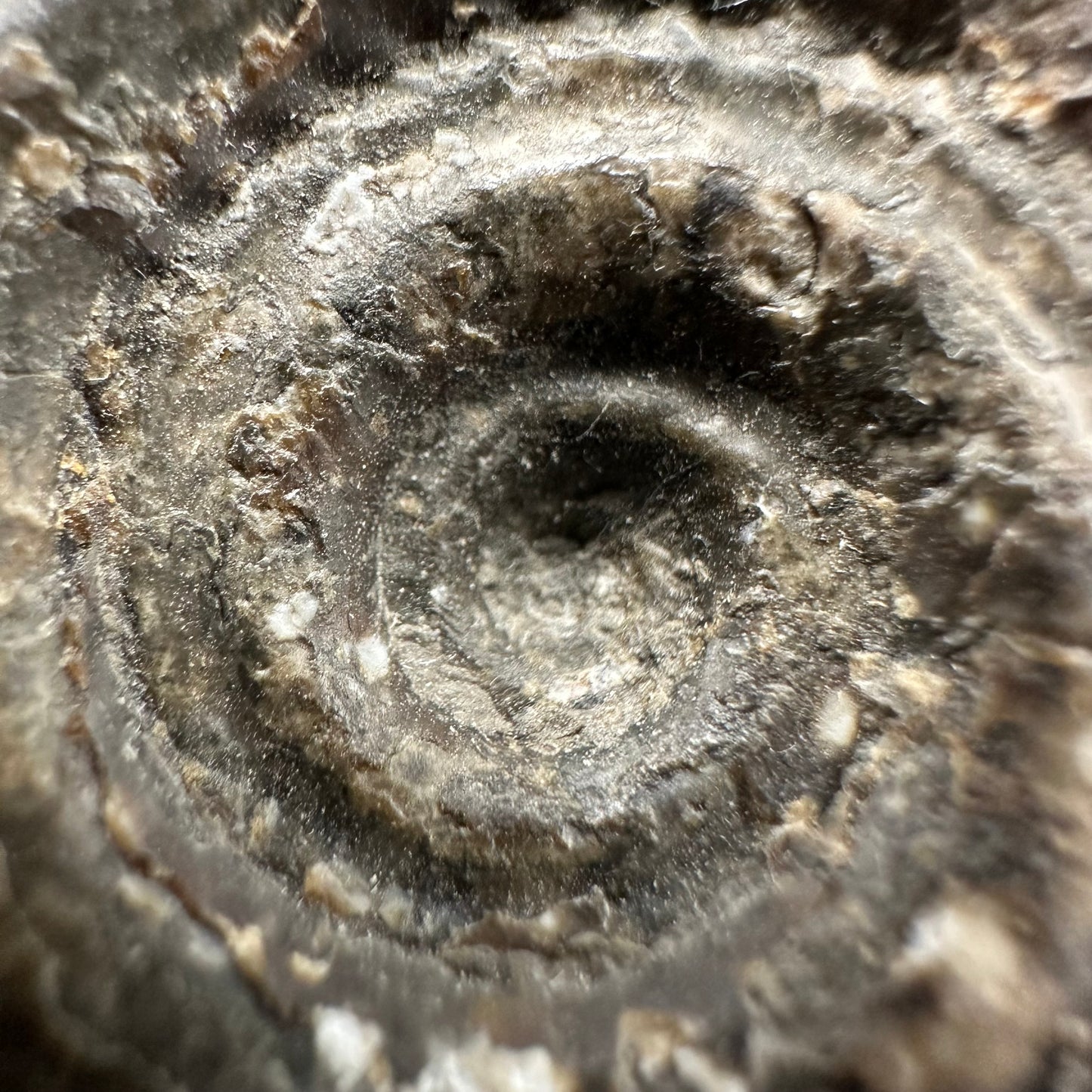 Hildoceras Bifrons Ammonite fossil with box and stand - Whitby, North Yorkshire Jurassic Coast, Yorkshire Fossils from the Jurassic Coast