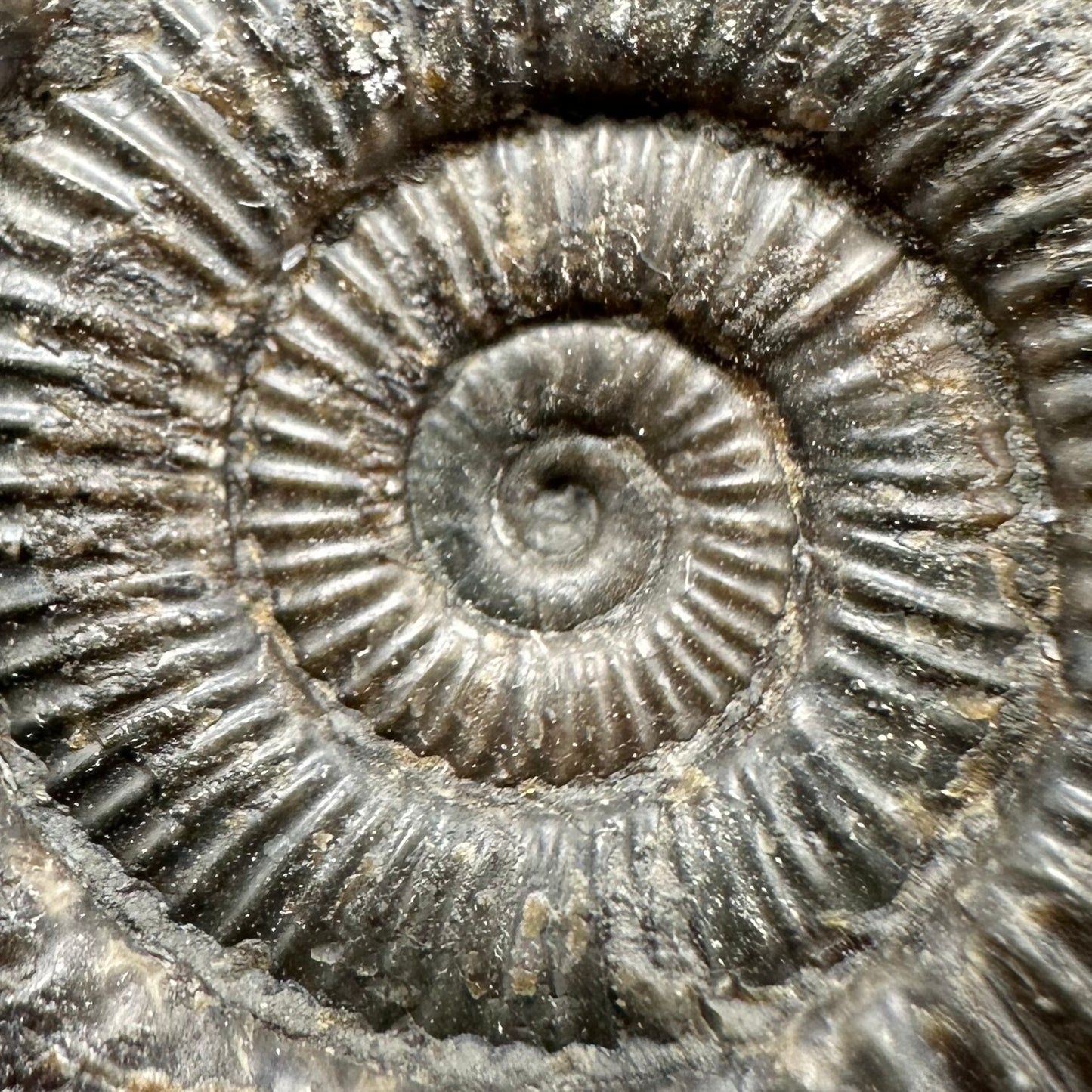 Dactylioceras Ammonite Fossil With Box And Stand - Whitby, North Yorkshire Jurassic Coast Yorkshire Fossils