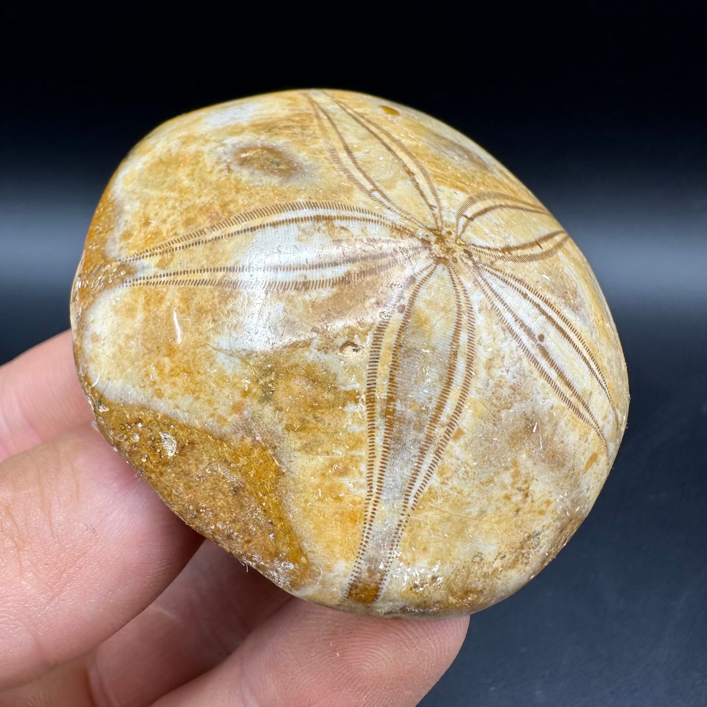 Holectypus Sea Urchin Fossil With Box And Stand - Middle Jurassic Madagascar