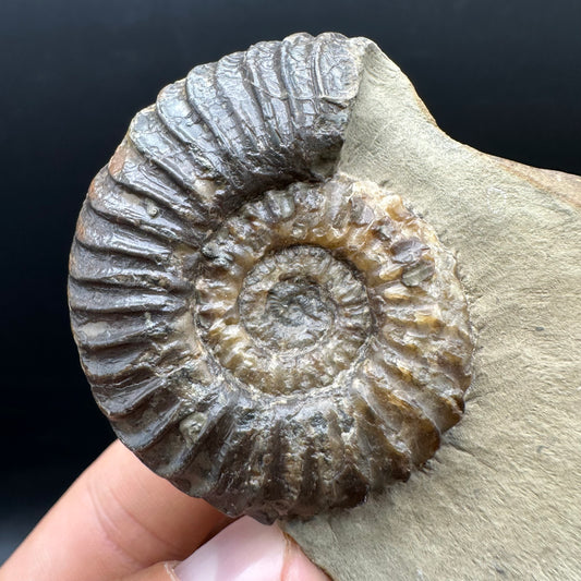 Schlothemia sp. ammonite fossil with box and stand - Whitby, North Yorkshire Jurassic Coast, Yorkshire fossils