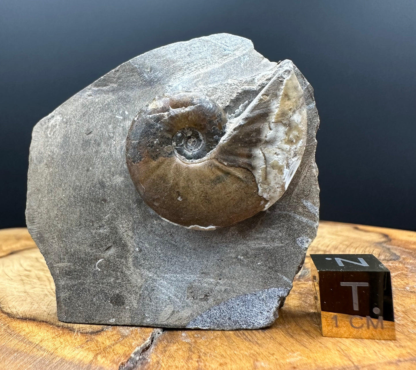 Amaltheus striatus ammonite fossil with box and stand - Whitby, North Yorkshire Jurassic Coast Yorkshire Fossils