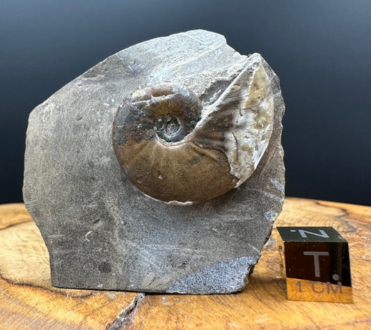 Amaltheus striatus ammonite fossil with box and stand - Whitby, North Yorkshire Jurassic Coast Yorkshire Fossils