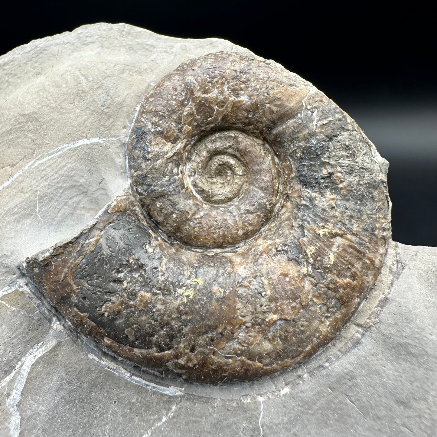 Lytoceras ammonite fossil with box and stand - Whitby, North Yorkshire Jurassic Coast Yorkshire Fossils
