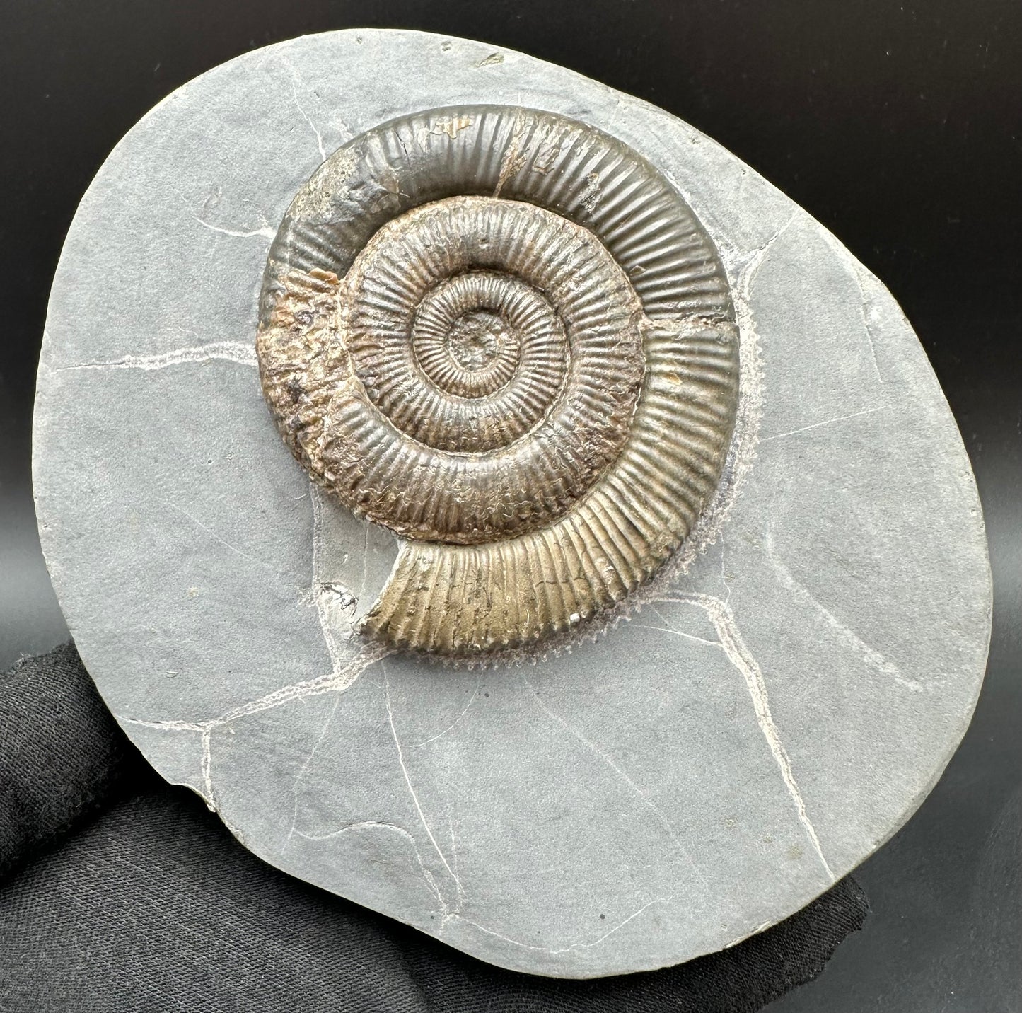 Zugodactylites Ammonite fossil with stand - Whitby, North Yorkshire Jurassic Coast, Yorkshire fossils