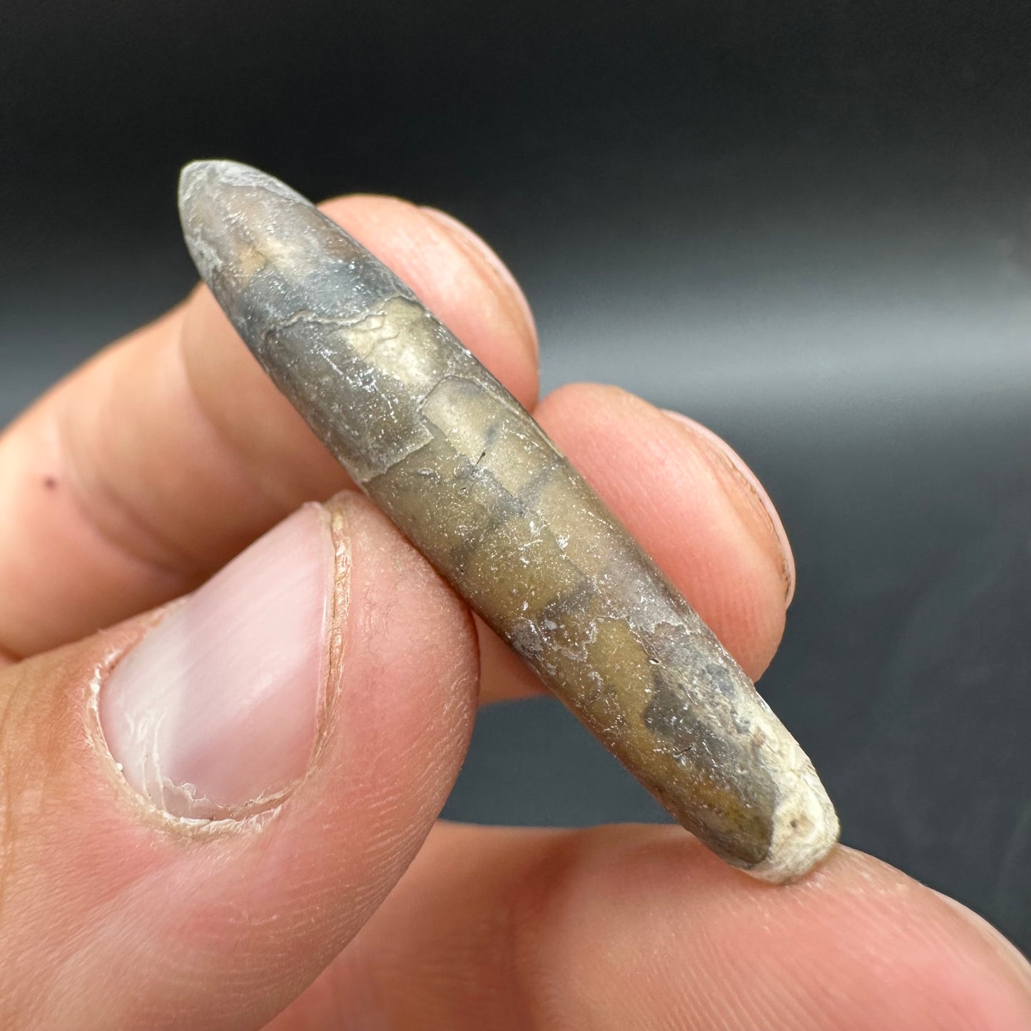 Hibolite (Fossil Squid) shell fossil - Whitby, North Yorkshire Jurassic Coast Yorkshire Fossils