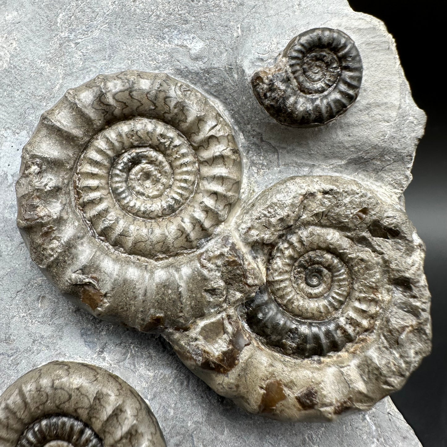 Arnioceras ammonite shell fossil with stand - Whitby, North Yorkshire Jurassic Coast Yorkshire Fossils