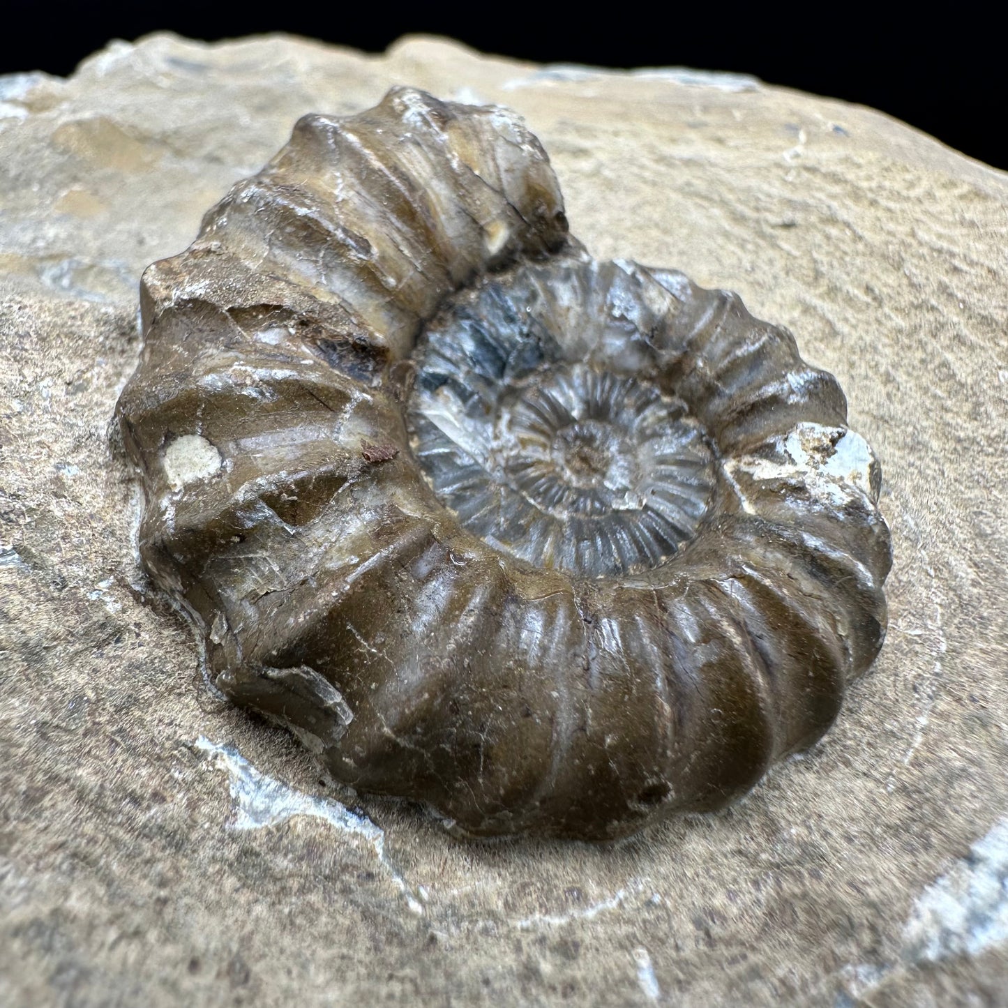Androgynoceras capricornus Ammonite fossil - Whitby, North Yorkshire Jurassic Coast Yorkshire Fossils