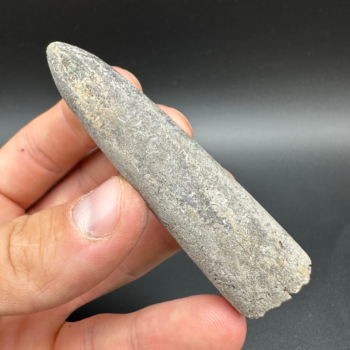 Belemnite (Fossil Squid) shell fossil with box and stand - Whitby, North Yorkshire Jurassic Coast Yorkshire Fossils