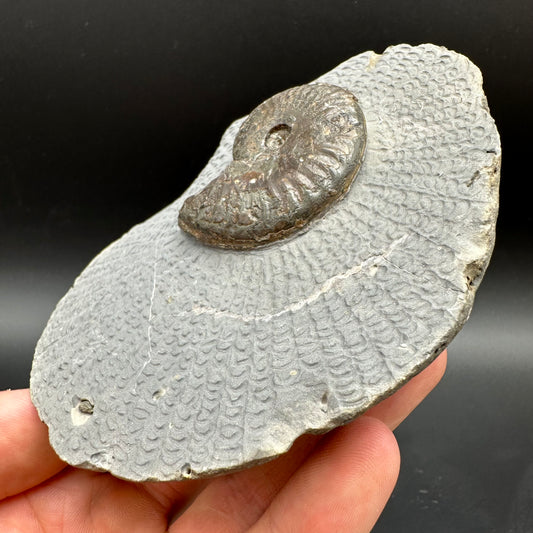 Pseudolioceras lythense Ammonite fossil with box and stand - Whitby, North Yorkshire, Yorkshire Fossils on the Jurassic Coast