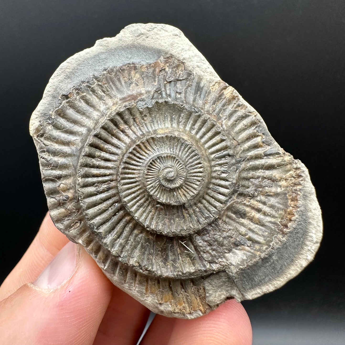 Dactylioceras Ammonite nodule (split pair) Fossil With Box And Stand - Whitby, North Yorkshire Jurassic Coast Yorkshire Fossils