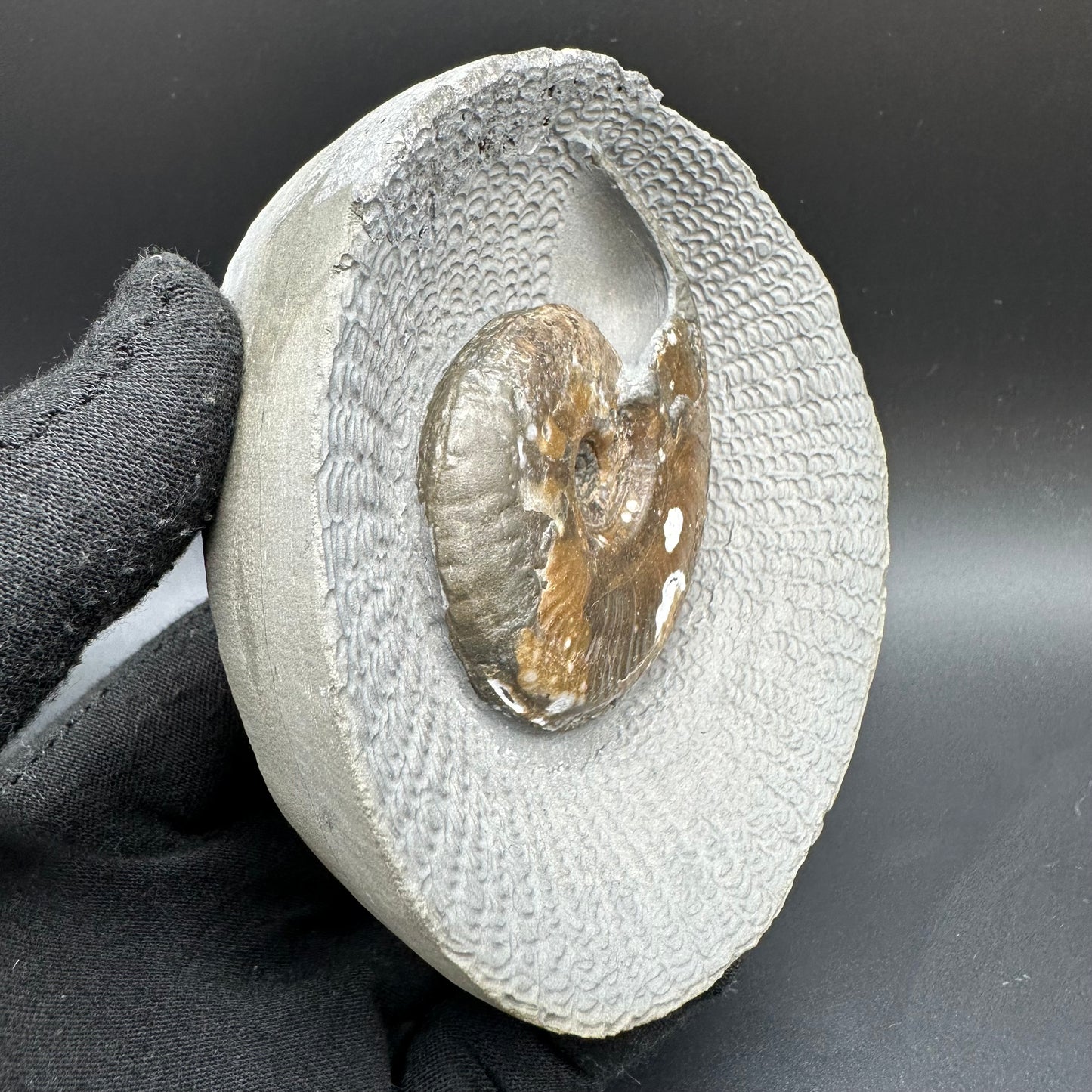 Eleganticeras Elegantulum ammonite with box and stand - Whitby, North Yorkshire Jurassic Coast, Yorkshire Fossils