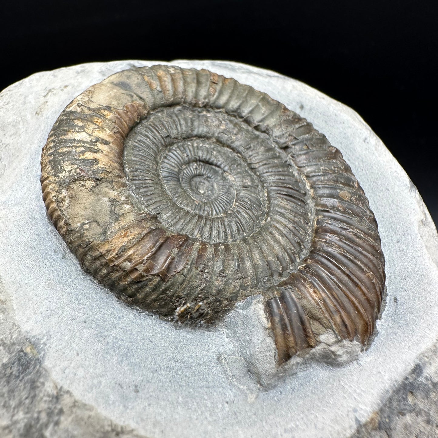 Dactylioceras Ammonite Fossil With box and Stand - Whitby, North Yorkshire Jurassic Coast Yorkshire Fossils