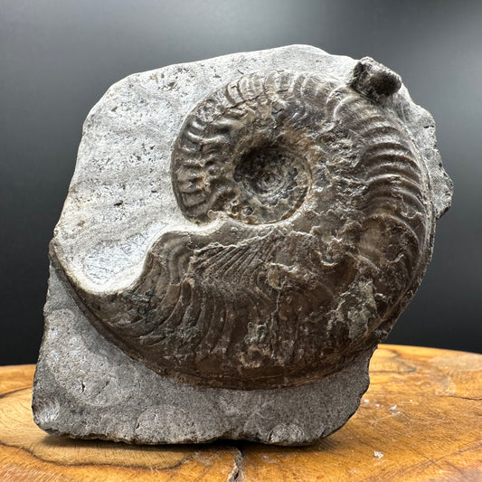 Harpoceras Sp. Ammonite fossil with box and stand - Whitby, North Yorkshire Jurassic Coast Yorkshire Fossils