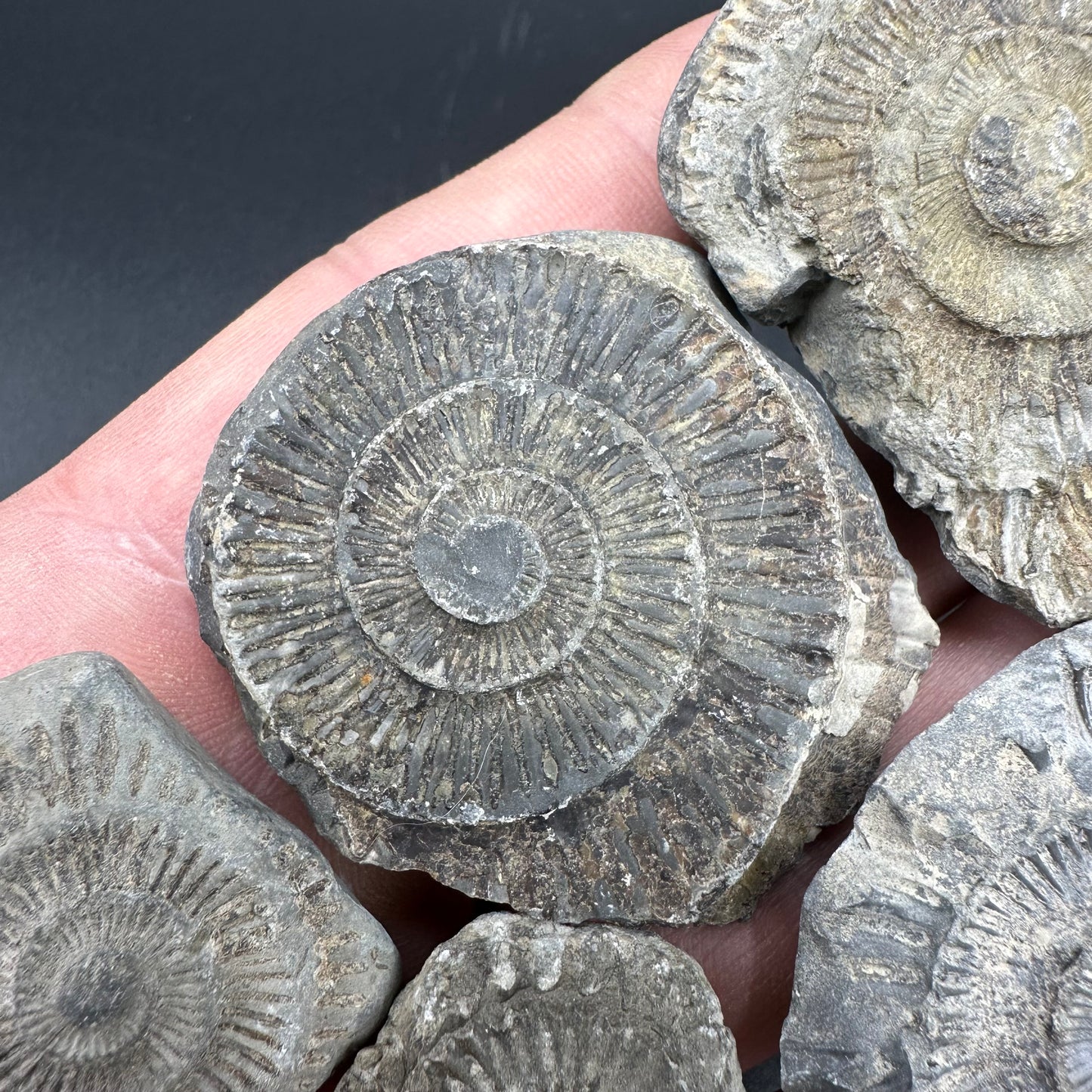 Dactylioceras imprint (negative) bundle ammonite shell fossil with box - Whitby, North Yorkshire, Yorkshire Fossils