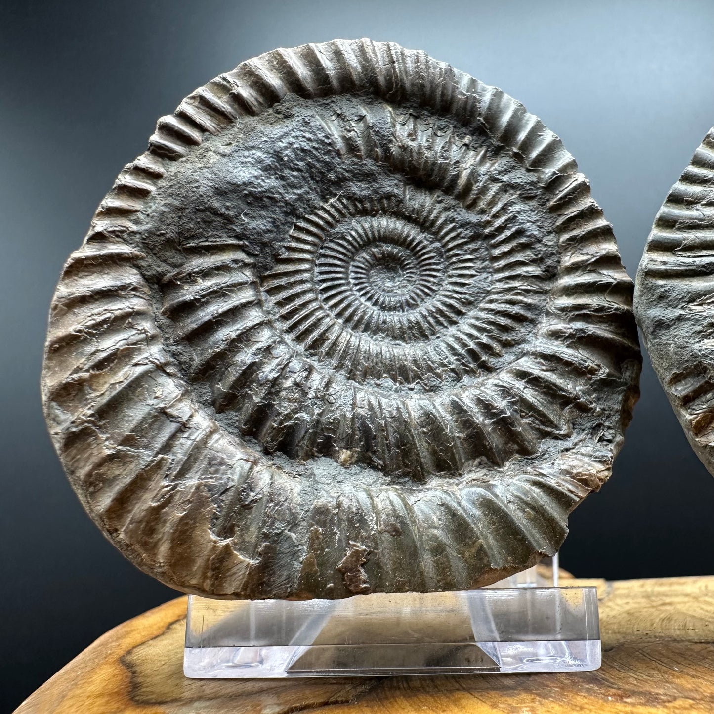 Dactylioceras Ammonite nodule (split pair) Fossil With Box And Stand - Whitby, North Yorkshire Jurassic Coast Yorkshire Fossils