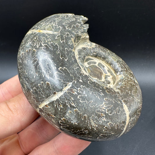Puzosia Ammonite Fossil With Box And Stand - Cretaceous Ammonite Madagascar