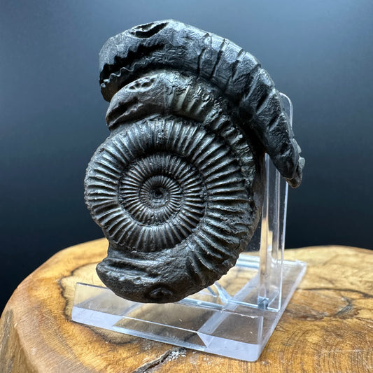 ‘Rammonite’ Snakestone Ammonite Fossil With Bag/Box And Stand - Whitby, North Yorkshire Jurassic Coast Yorkshire Fossils